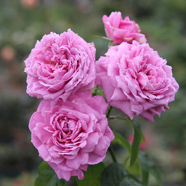 Cánh hồng Blue sky rose tỏa mùi hương nhẹ nhàng khi nở